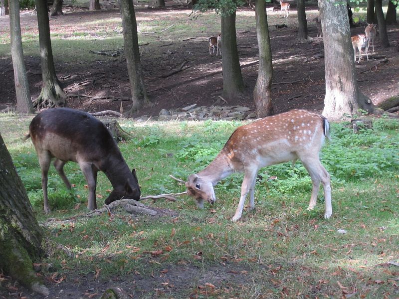Fotos Eine Runde im Lainzer Tiergarten, 15.09.2013